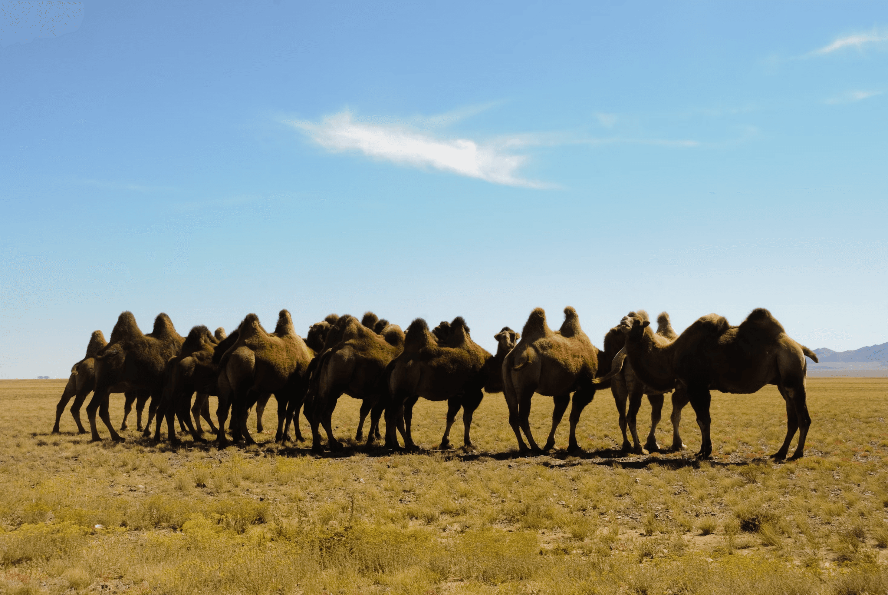 A herd of Bactrian camels grazing on the Mongolian steppe under a wide blue sky