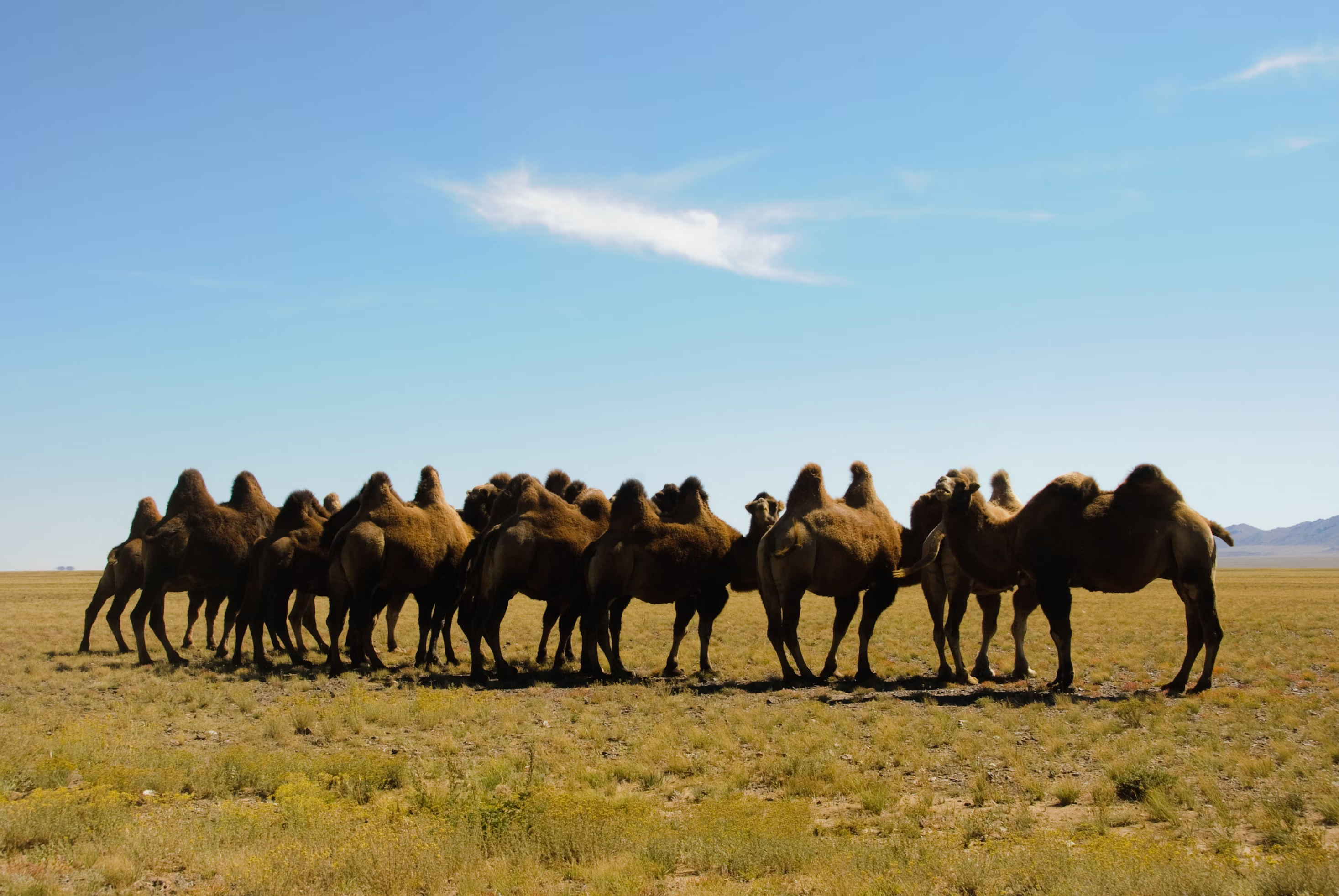 What "carrying capacity" actually means for herders
