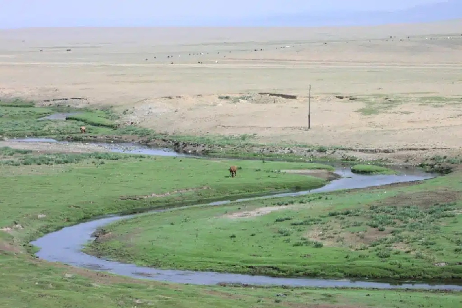The Silent Demise: Mongolia's Fight to Save the Steppe